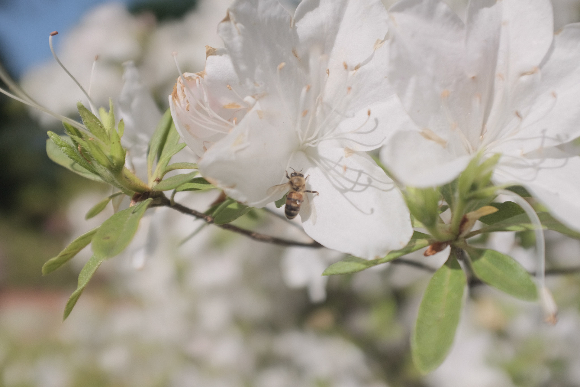 The Natural World Harmony